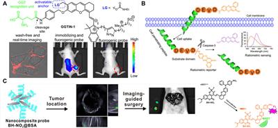 Progress on Multifunction Enzyme-Activated Organic Fluorescent Probes for Bioimaging